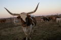 Photograph: [One member of a herd of Longhorns poses for the camera]