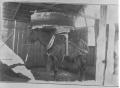 Thumbnail image of item number 1 in: '[Blind Nellie at the Austin Well]'.