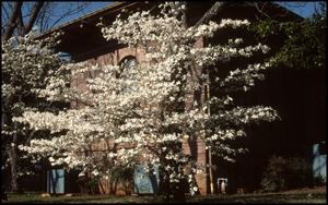 [Dogwood Trees in front of the Carnegie Building]