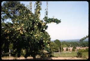 [Photograph of Pear Trees in Anderson County]