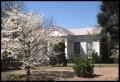 Photograph: [Dogwood Trees in front of the Howard House]