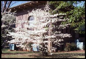 [Photograph of Dogwood Tree in front of the Carnegie Building]