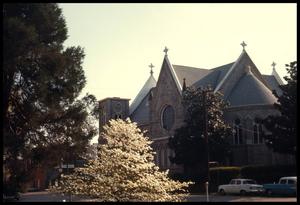 Primary view of object titled '[Dogwoods around the Sacred Heart Catholic Church]'.