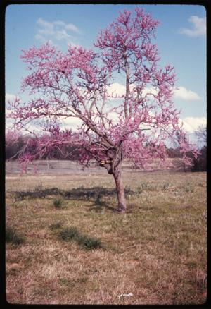 [Redbud Tree in Anderson County]