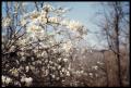 Primary view of [Dogwood Tree in Bloom in Anderson County]
