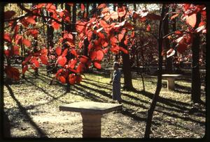 [Dogwood Tree in Autumn]