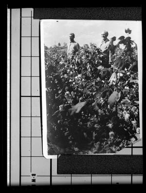 [Anderson County Cotton Growers]