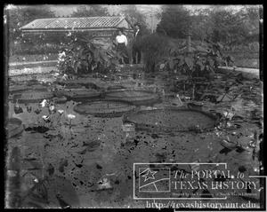 Primary view of object titled '[lilly pond and bystanders]'.