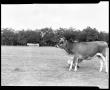 Photograph: [Jersey Cow]