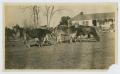 Photograph: [Cattle at Butler Ranch Headquarters]