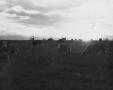 Photograph: Cattle Grazing at Sunset Near Watauga
