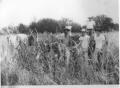 Photograph: Harvesting Corn on L.G. Palmer Farm