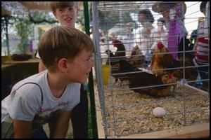 [Young Boy at the Alamo Poultry Club Exhibit]