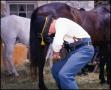 Photograph: [Frontier Soldier Shoeing a Horse]
