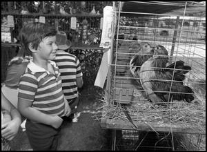 Primary view of object titled '[Boy Looking at Two Chickens]'.