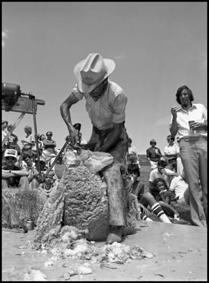 Primary view of object titled '[Cruz Marquez Shearing a Sheep]'.