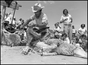 Primary view of object titled '[Cruz Marquez Shearing Leg of a Sheep]'.