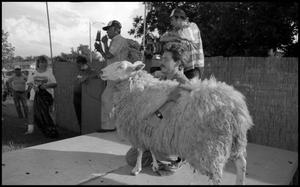 [Sheep Shearing]