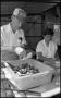 Photograph: [Sausages at the Castroville Alsatian Food Booth]