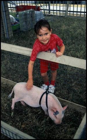 [Girl Pets Potbelly Pig]