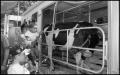 Photograph: [Agrifood Masters-Classroom Cow]