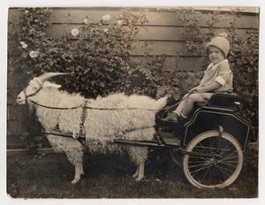 Primary view of object titled '[A Young Girl in a Goat-Drawn Wagon]'.