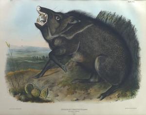 Primary view of object titled '"Collared Peccary"'.