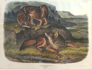 Primary view of object titled 'Prairie Wolf'.