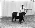 Thumbnail image of item number 1 in: 'Kempel Show heifer'.