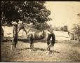 Thumbnail image of item number 1 in: 'Man Posing with a Horse at Surveyors' Camp, c. 1902'.