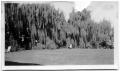 Photograph: [Photograph of People in Front of Weeping Willows]