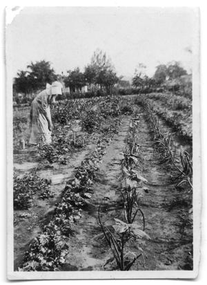 Woman harvesting crops