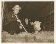 Photograph: [W. Lee O'Daniel With Cattle]