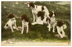 [Six Dogs - Ready for Sport]