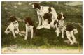 Postcard: [Six Dogs - Ready for Sport]