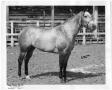 Primary view of [Quarter Horse named Paulesa]