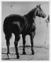 Photograph: [Horse named Paulyana]