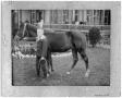 Photograph: Unknown boy with a horse in front of a house