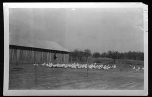 Primary view of object titled '[Chickens on an unidentified farm]'.