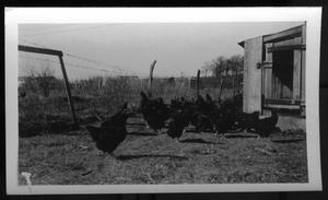 [Chickens on an unidentified farm]