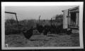 Photograph: [Chickens on an unidentified farm]