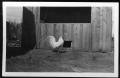 Photograph: [White rooster in front of chicken coop]