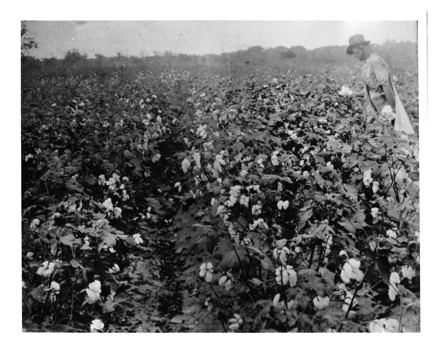 Man Picking Cotton
                                                
                                                    [Sequence #]: 1 of 1
                                                