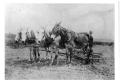 Photograph: [Team of Mules Pulling Cultivator at Kishi Farm]