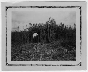 [Emmett E.McCrary standing in sugar cane field]