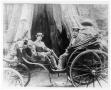 Photograph: [Two Men in a Carriage by a Large Tree]