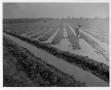 Photograph: [Laboring in the Rice Fields]