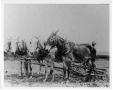 Photograph: [Team of Mules Pulling Cultivator at Kishi Farm]