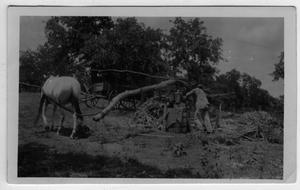 Primary view of object titled '[Man and horse operating cane mill, J.D.Shelton, Fairview Community]'.