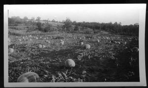 [A field of watermelon at the J.P.Carter farm]